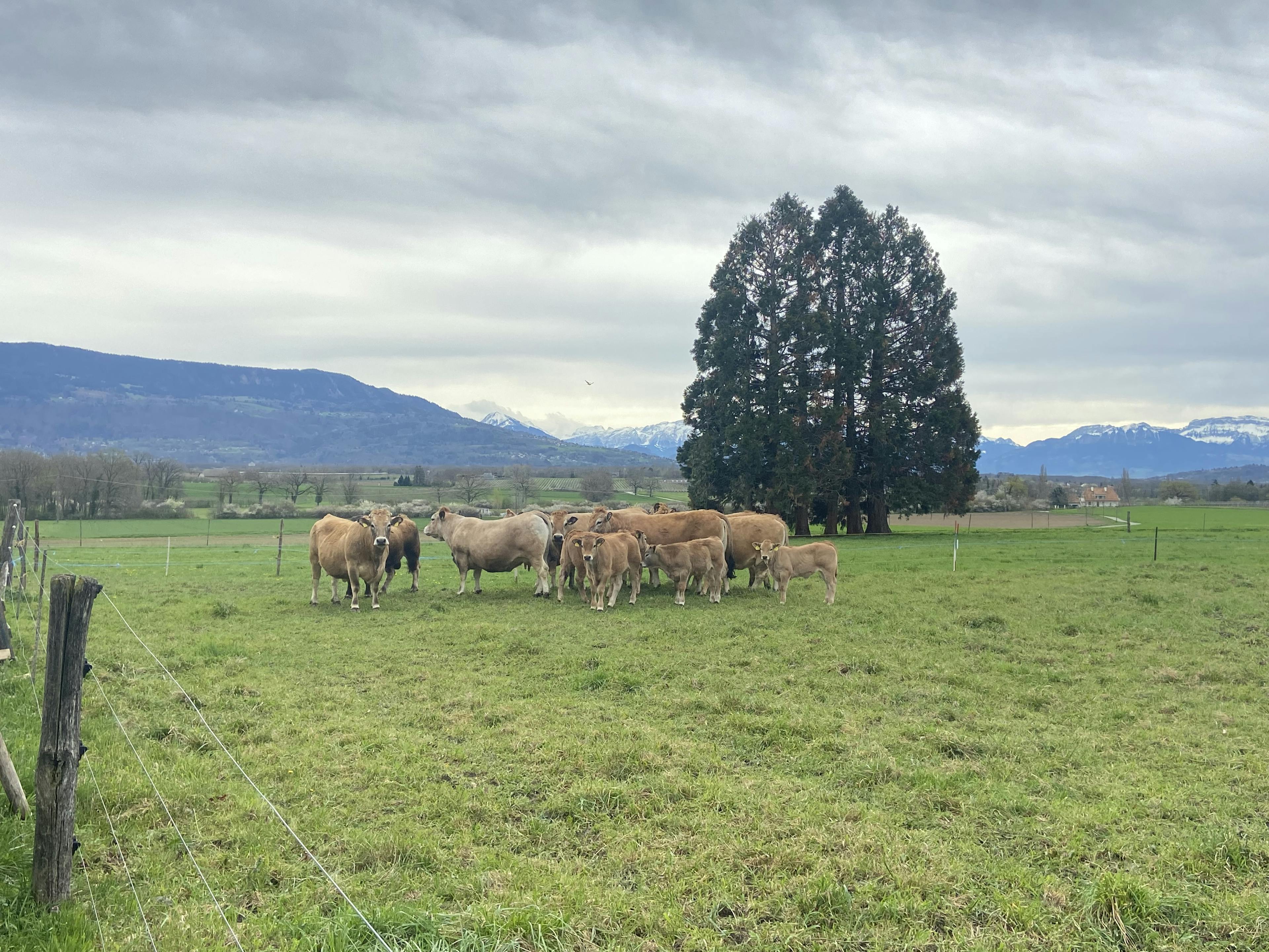 Le troupeau de 8 mères et les veaux vont alper en Valais. Dans l’année, elles sortent tous les jours. Un projet serait d’agrandir les bâtiments de la ferme pour accueillir plus de vaches.